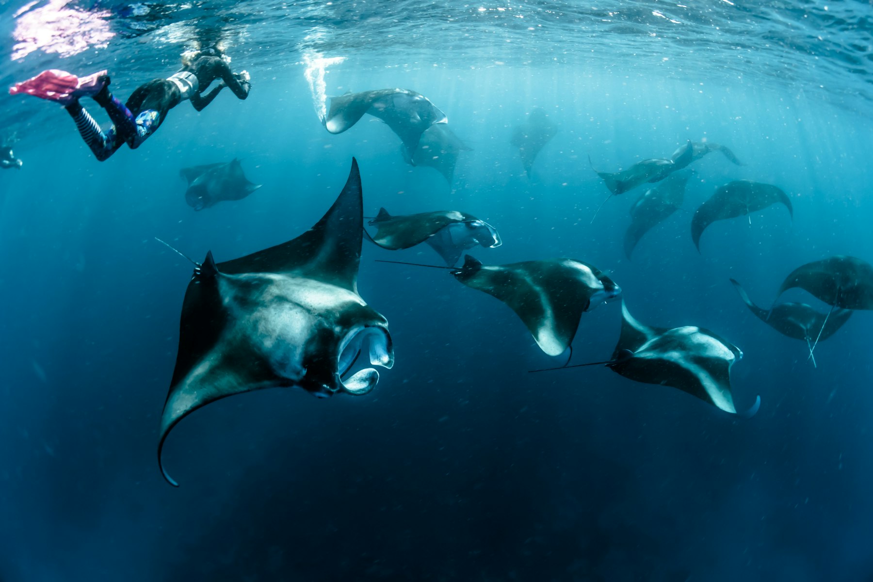 A squadron of reef manta rays feeding near the surface at Hanifaru Bay, a snorkeller watching from above