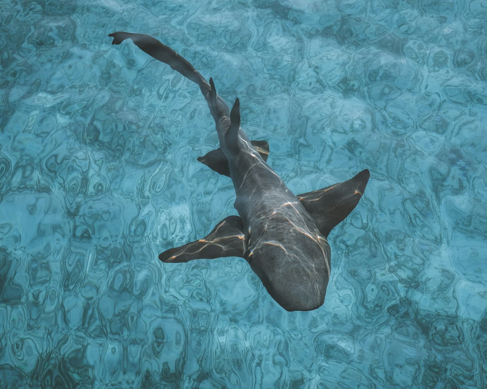 A nurse shark swimming in clear shallow water, seen from above