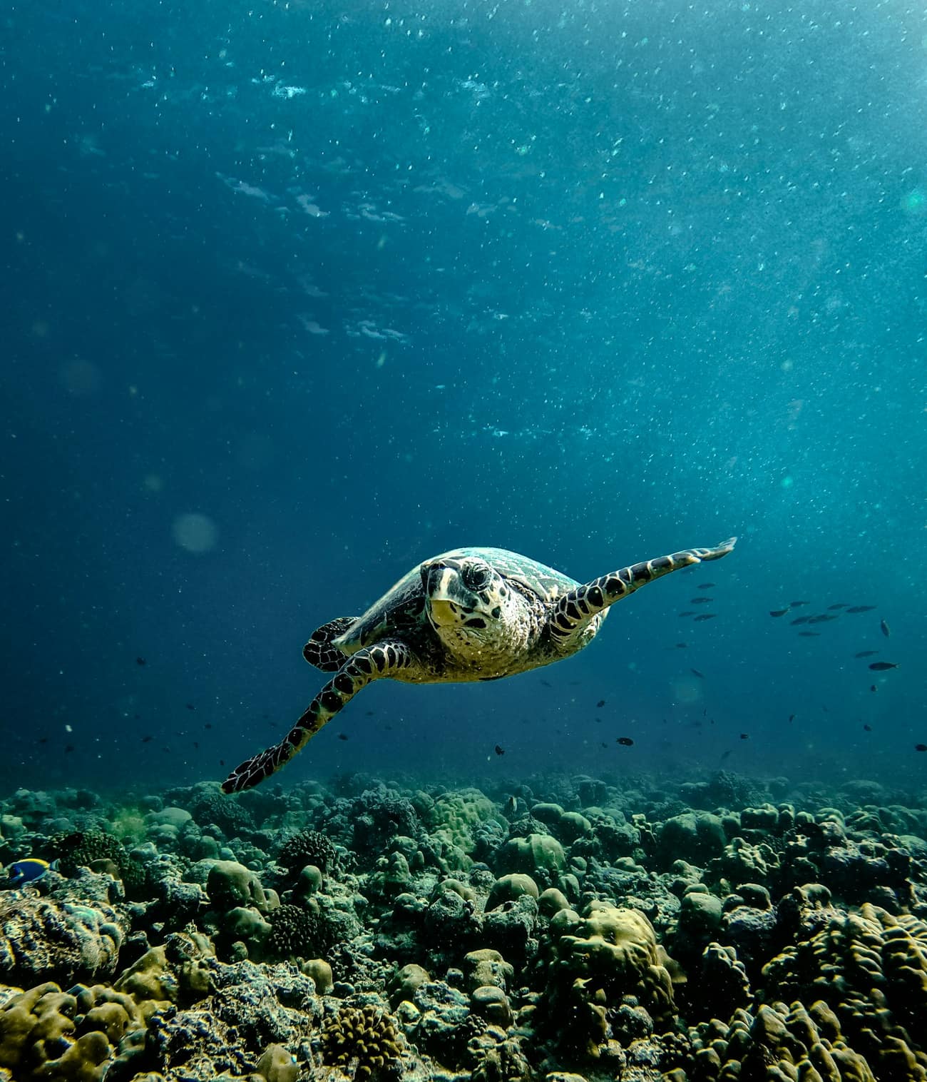A sea turtle gliding over a Maldivian coral reef