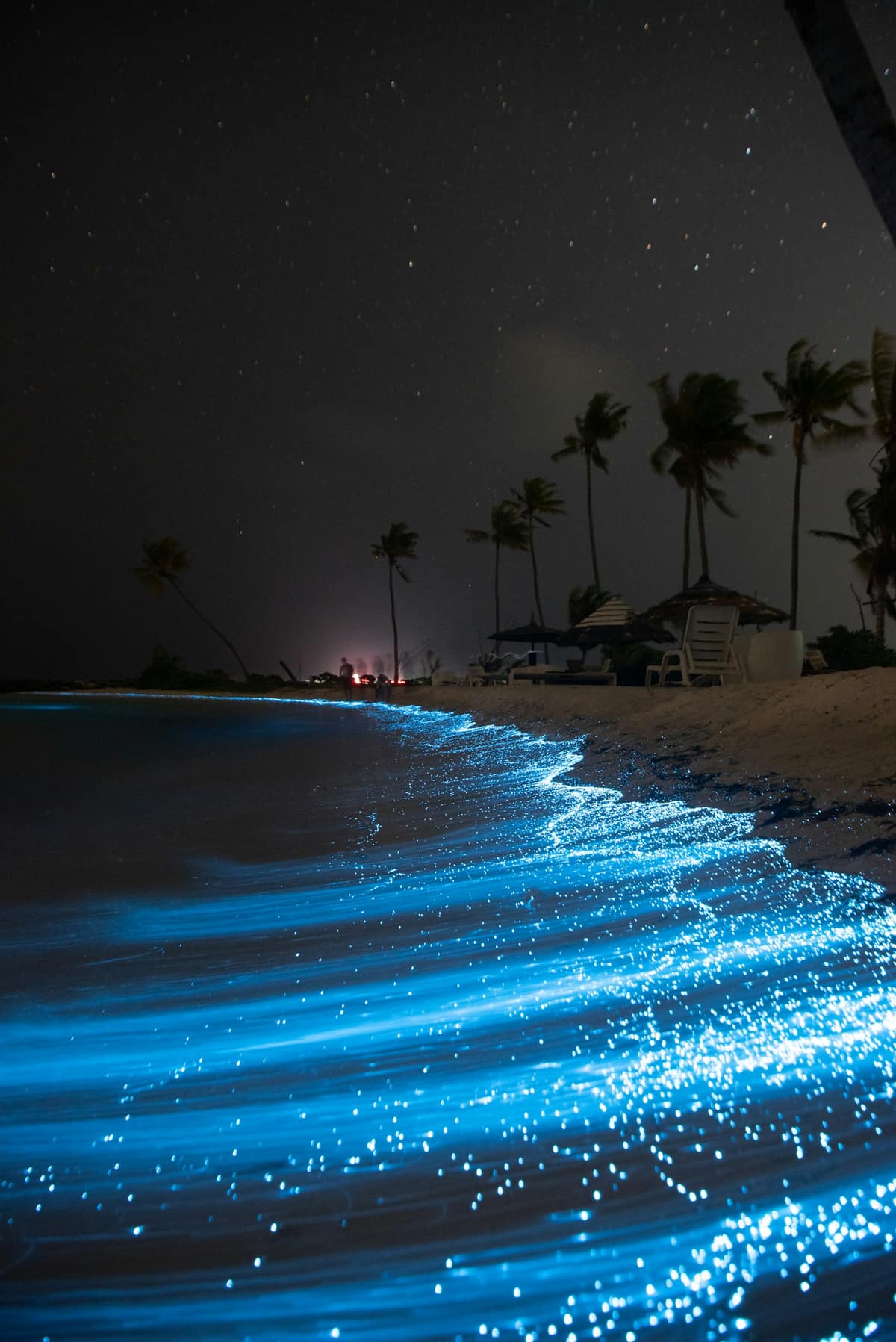 Bioluminescent plankton glowing electric blue along a dark Maldivian shoreline under a starry sky
