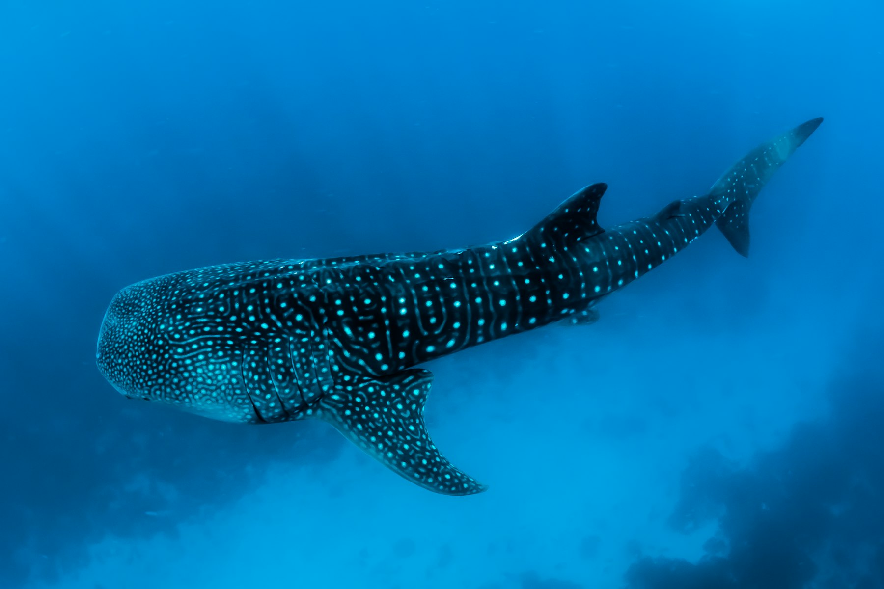 A juvenile whale shark cruising the reef in South Ari Atoll, its pale spot pattern clearly visible