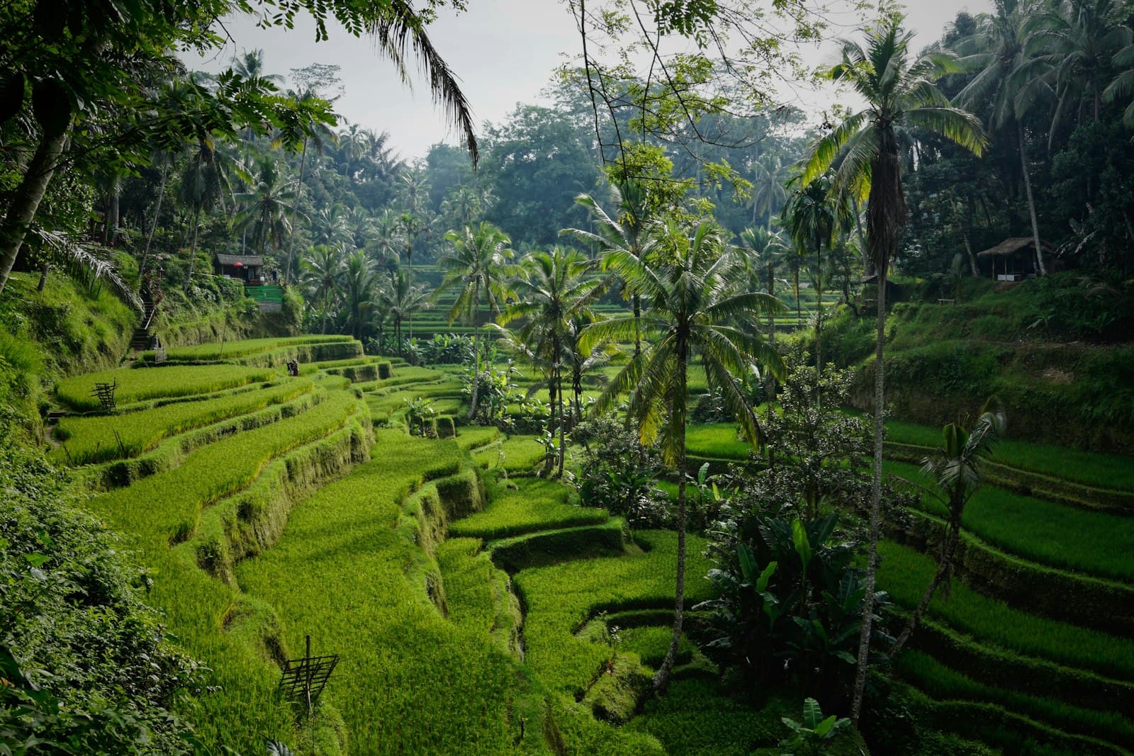 Rigogliose terrazze di riso verdi a Bali, Indonesia