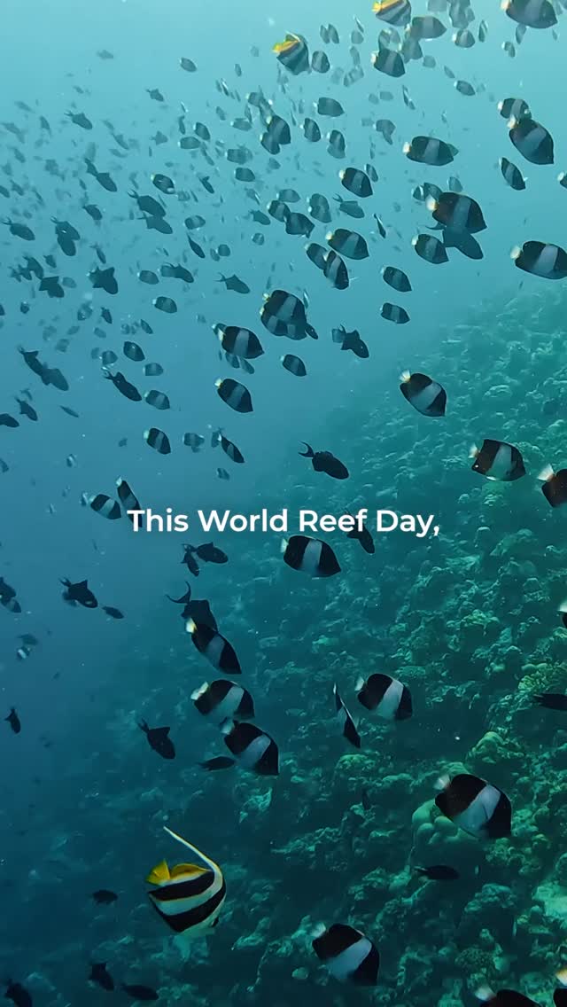 This World Reef Day, Adaaran Resorts celebrates the reefs that shelter marine life, protect our shores, and bring colour to the ocean around us.

Every gentle choice helps protect what lives beneath t