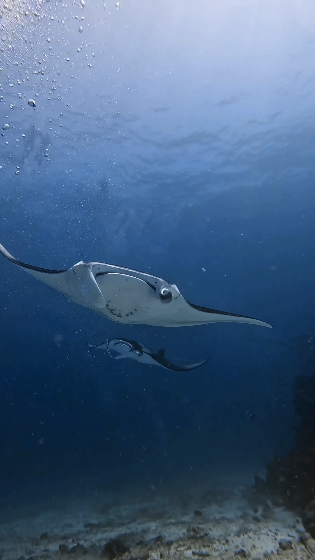 Dive into the wonders beneath the surface with Jonathan, Base Leader at Divepoint Hudhuranfushi. 

With incredible dive sites, thriving marine life, and unforgettable underwater encounters, the Maldiv