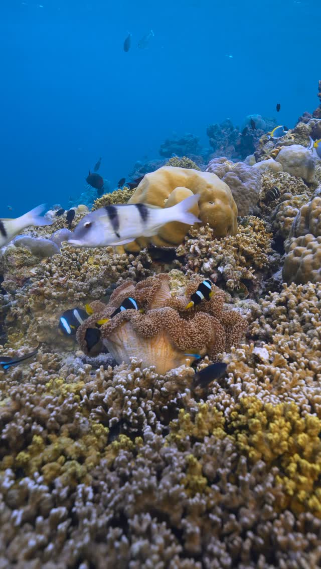 This is Amilla Maldives House Reef, very easy to access-just swim from the beach.