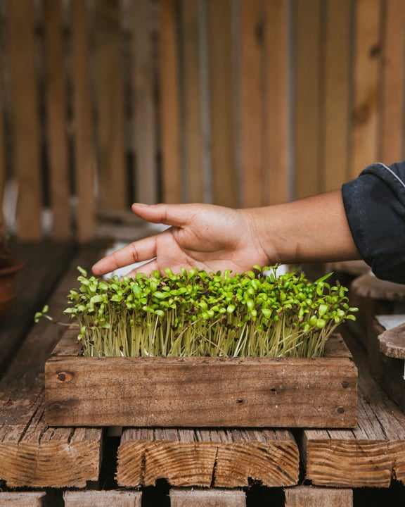 Photo by Amilla Maldives on April 30, 2026. May be an image of spring greens, seedlings, herb, seedling and text.