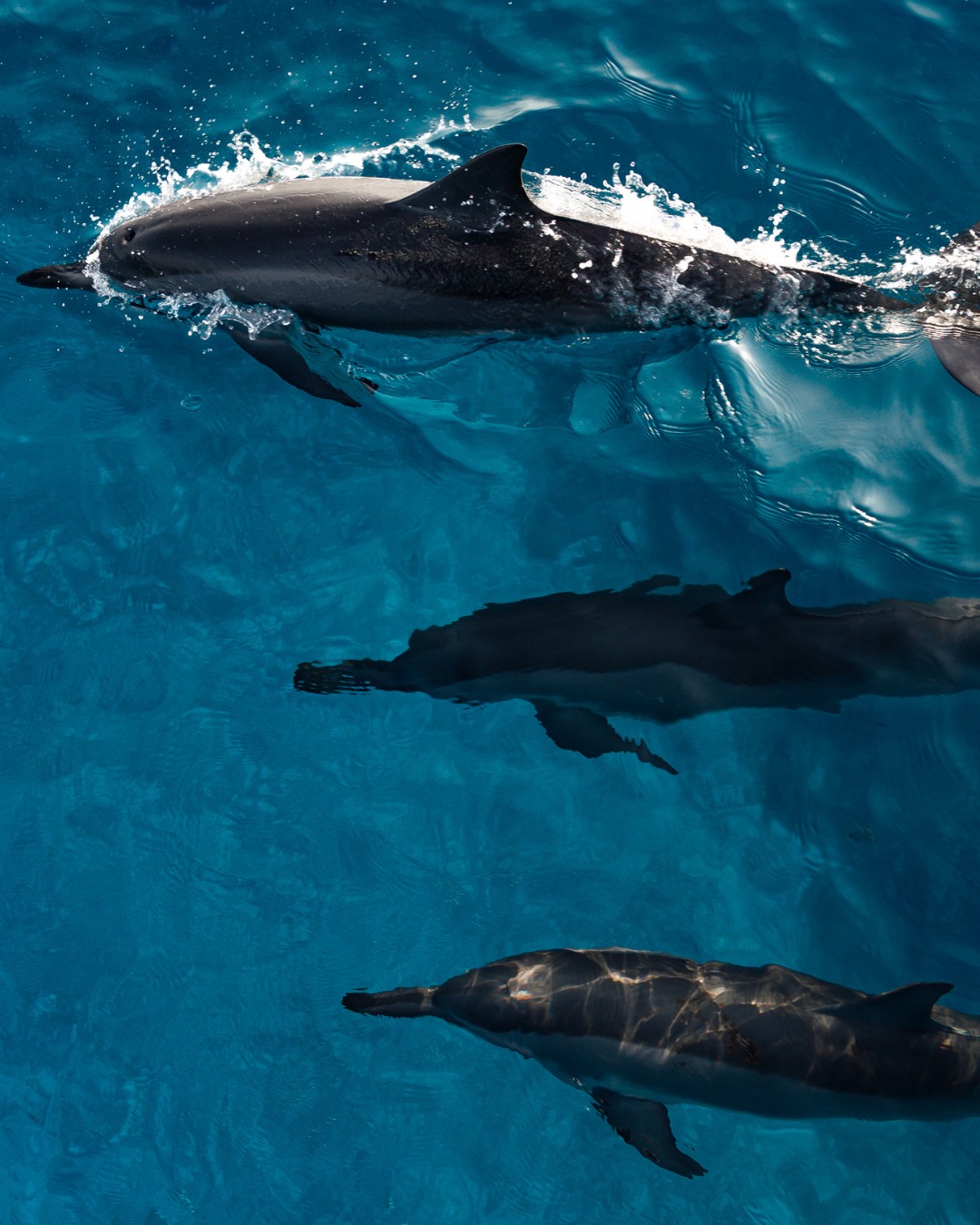 Photo by Amilla Maldives on June 15, 2026. May be an image of swimming, dolphin, whale and text.