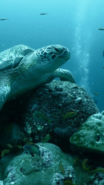 Honouring the ocean's gentle guardians this World Sea Turtle Day.

#AmillaMaldives #InHarmonyWithPurpose #SmallLuxuryHotels #ConsiderateCollection #Maldives #WorldSeaTurtleDay