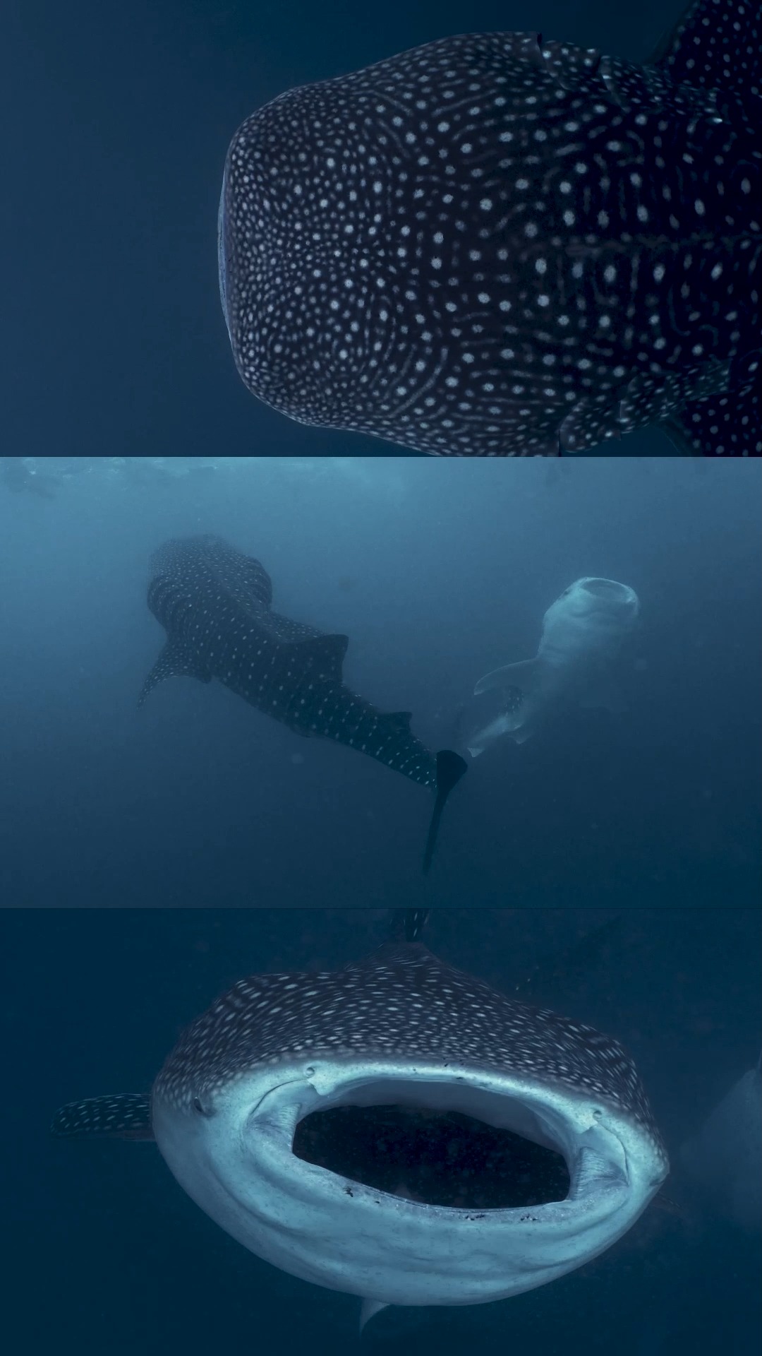 Ein Stückchen näher. An eines der größten Wunder des Ozeans.

Walhai-Begegnungen bei Amilla.

#AmillaMaldives #InHarmonyWithPurpose #SmallLuxuryHotels #ConsiderateCollection #Maldives #Whaleshark