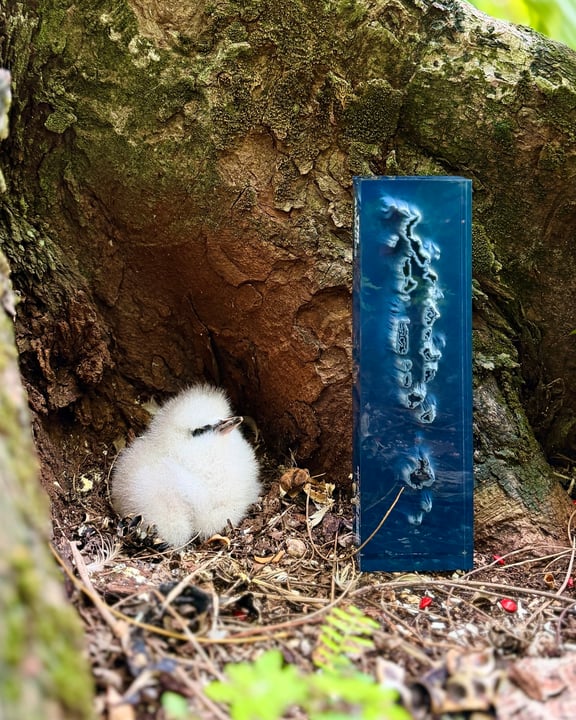 Foto von Amilla Maldives vom 03. September 2026. Zeigt möglicherweise Eule, Seevogel, Schleiereule, Nest und Text.