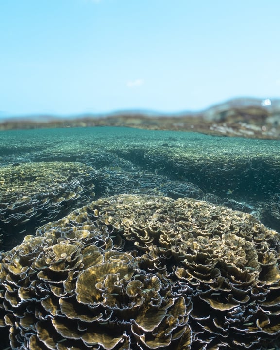 Foto von Amilla Maldives vom 05. September 2026. Zeigt möglicherweise ein Wassertier und Text.