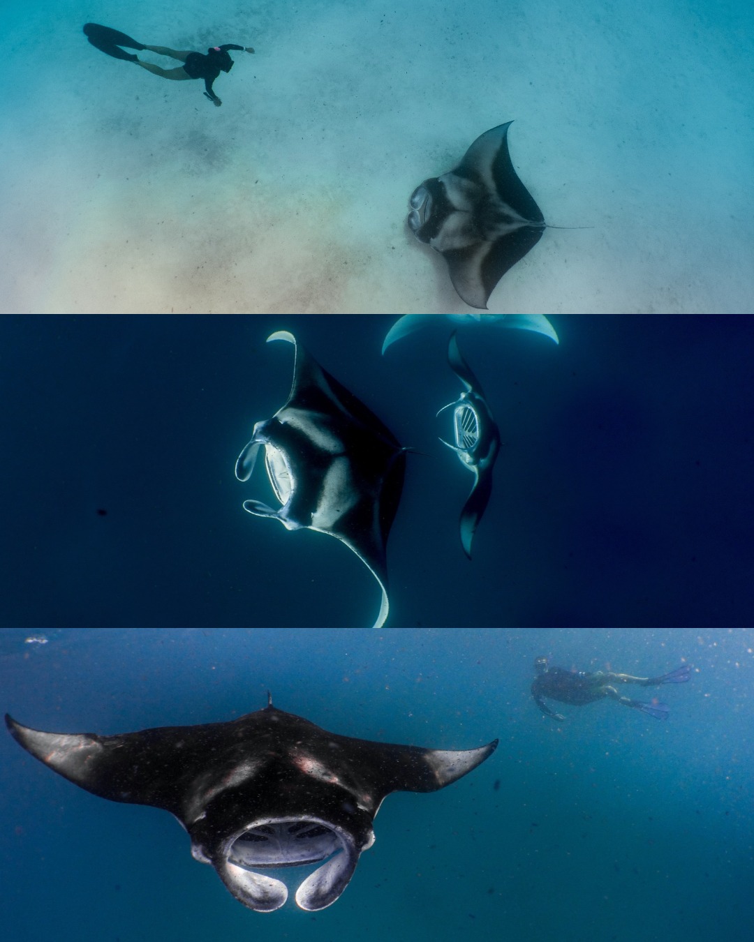 Foto di Amilla Maldives del 17 settembre 2026. Potrebbe contenere un'immagine di un animale acquatico e testo.