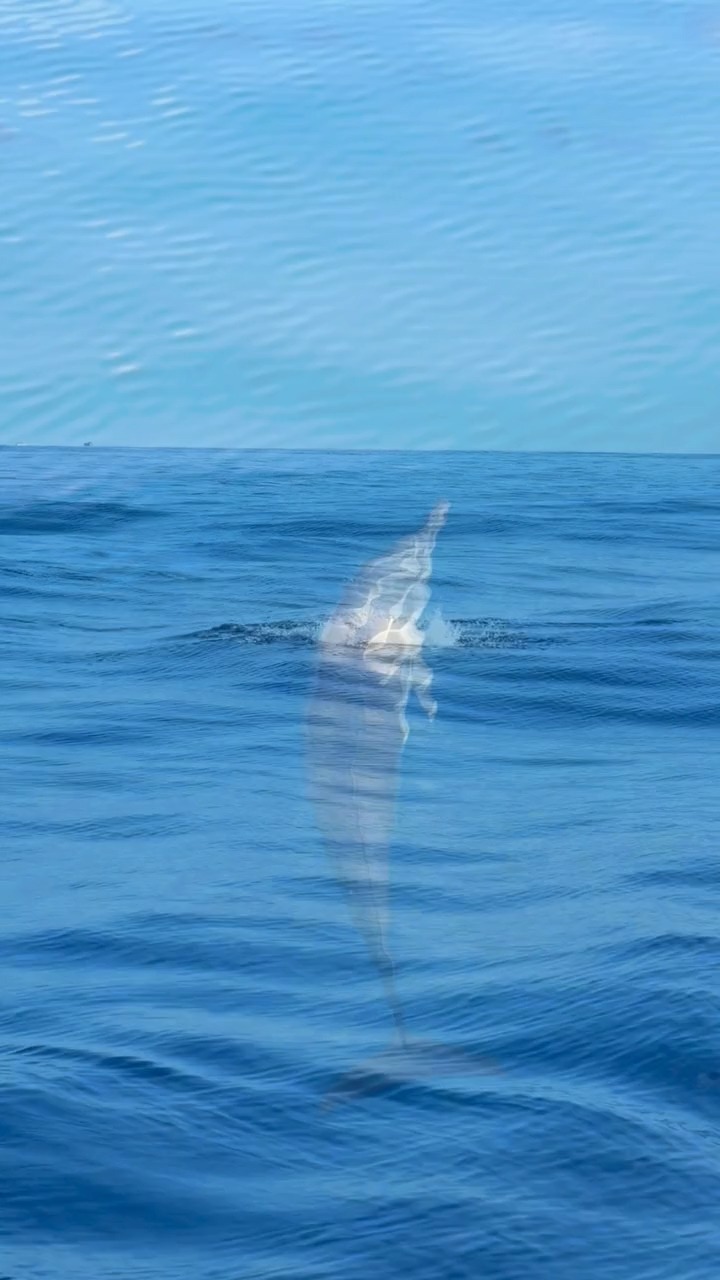 Certi tramonti sono migliori in buona compagnia🐬

Sali a bordo, lascia l’isola alle spalle e segui la scia dorata sulla laguna. Poi, proprio quando pensi che il tramonto sia il momento clou, i delfini