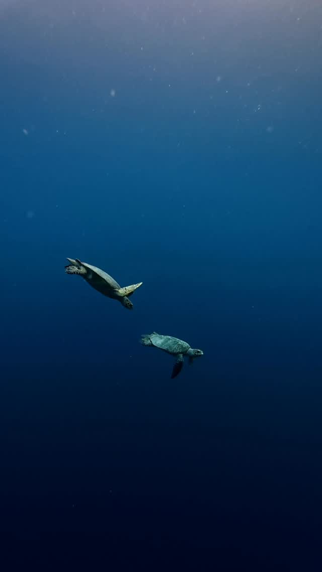Some partnerships need no words. Happy World Turtle Day from the waters of Anantara Kihavah Maldives Villas and the reef we are proud to protect.
#WorldTurtleDay #AnantaraKihavah #Maldives #BaaAtoll #