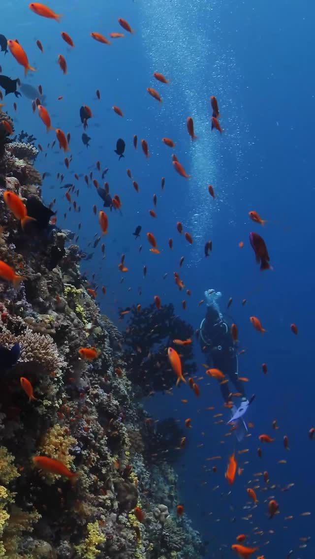 The ocean shapes every moment at Kihavah, from the vibrant reefs beneath the surface to the endless horizon beyond.

This World Ocean Day, we celebrate the waters that surround us and reaffirm our com