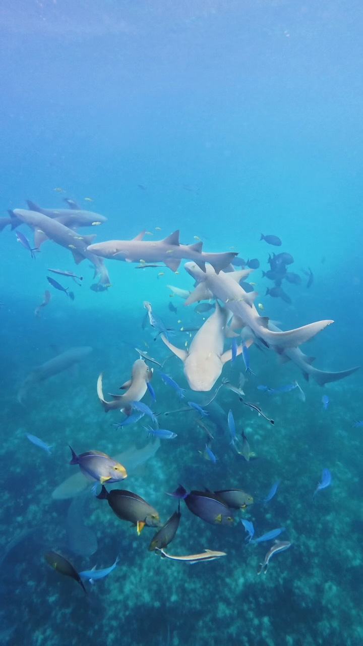 Unter der Oberfläche liegt eine Welt der stillen Wunder, in der Haie eine wesentliche Rolle bei der Bewahrung des empfindlichen Gleichgewichts unserer Ozeane spielen. Zum World Shark Awareness Day feiern wir diese bemerkenswerten Gäs