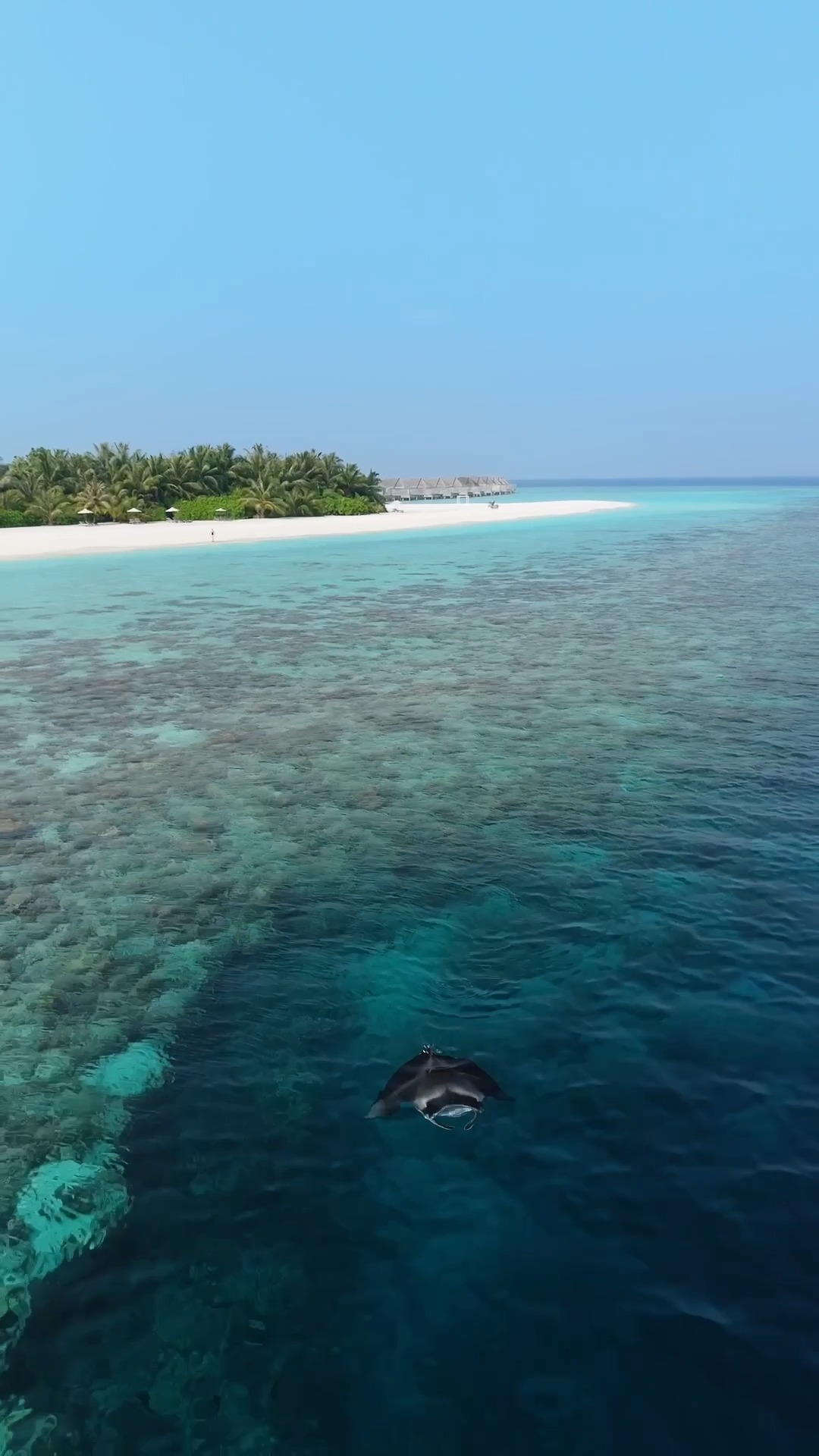 Dove l'oceano diventa un santuario e i giganti gentili scivolano nel blu. In occasione del World Manta Day, celebriamo le graziose mante che chiamano casa le acque delle Maldive.

#anantarakihavah #worldma