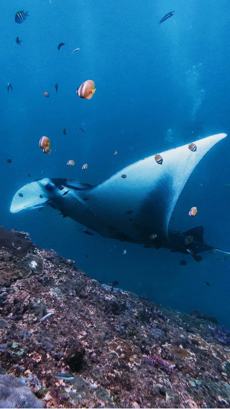 Ci sono incontri che semplicemente non si dimenticano mai. Vedere una manta scivolare accanto a te nel blu delle Maldive è uno di questi. 🤍

In occasione del World Manta Day, celebriamo questi giganti gentili e l'incre