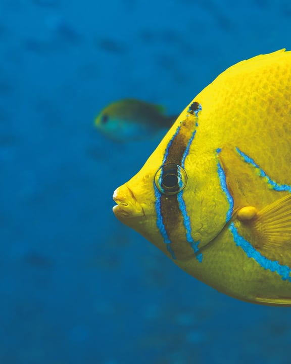 Sous la surface de la réserve de biosphère UNESCO de l'atoll de Baa, un monde entier attend d'être découvert. Notre récif maison abrite plus de 300 espèces de poissons et plus de 130 types de coraux, documentés grâce à un suivi dé