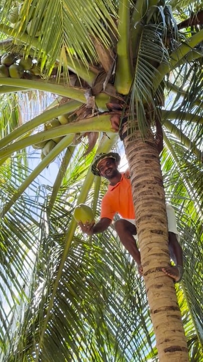 Bevor sie in Ihren Händen landet, beginnt die Geschichte ganz oben🌴

Lernen Sie unseren Coconut Artisan kennen, Xavier Lazer – den Mann, der auf unsere Palmen klettert, um Kokosnüsse von Hand zu ernten, und jede einzelne sorgfältig vorbereitet, um ankommende G