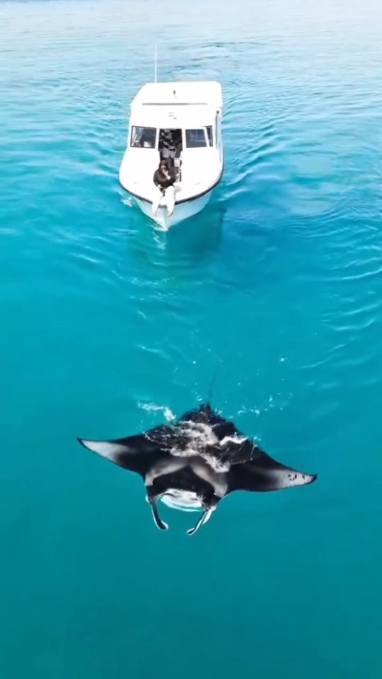In occasione del World Manta Day, celebriamo i giganti gentili che abitano le acque delle Maldive. Scivolando senza sforzo nell’azzurro, queste magnifiche creature ci ricordano le meraviglie che si nascondono sotto