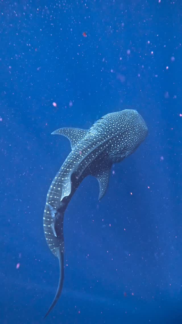 Un voyage mémorable de septembre avec les meilleures personnes 🦈

#maldives #snorkeling #gopro #maldivesislands #southariatoll #excursion #whalesharks #freediving