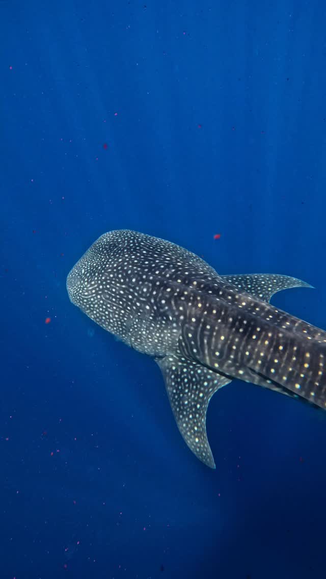 REQUIN-BALEINE🐋🦈

#maldives #snorkeling #gopro #maldivesislands #southariatoll #excursion #freediving #whaleshark #biggestfish