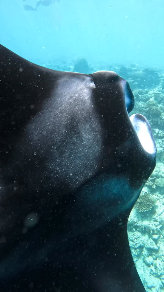 C'est vraiment une histoire d'amour mantastique💙
South Ari ne cesse jamais de m'émerveiller 🔥

#manta #southariatoll #unescobiospherereserve #maldivesislands #gopro #snorkeling #mantaray #maldiveslovers #maldivesholidays
