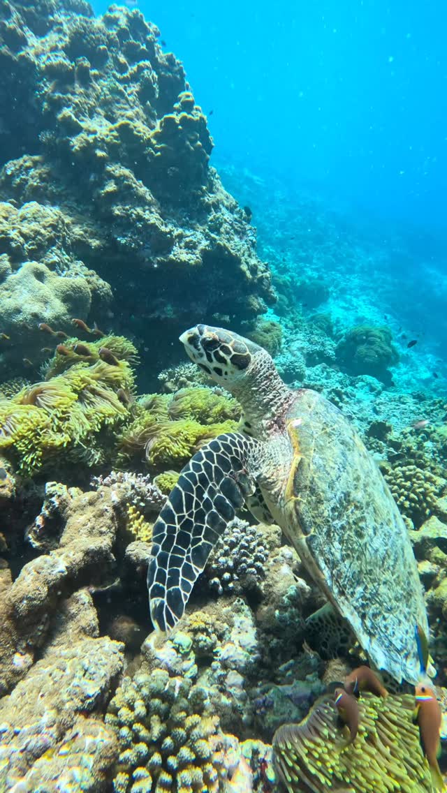 Tortue-llement incroyable 🤩 

📍South Ari Atoll

#turtle #maldives #southariatoll #snorkeling #excursion #turtlesofinstagram #gopro #freediving #maldivesisland #maldivesdiving