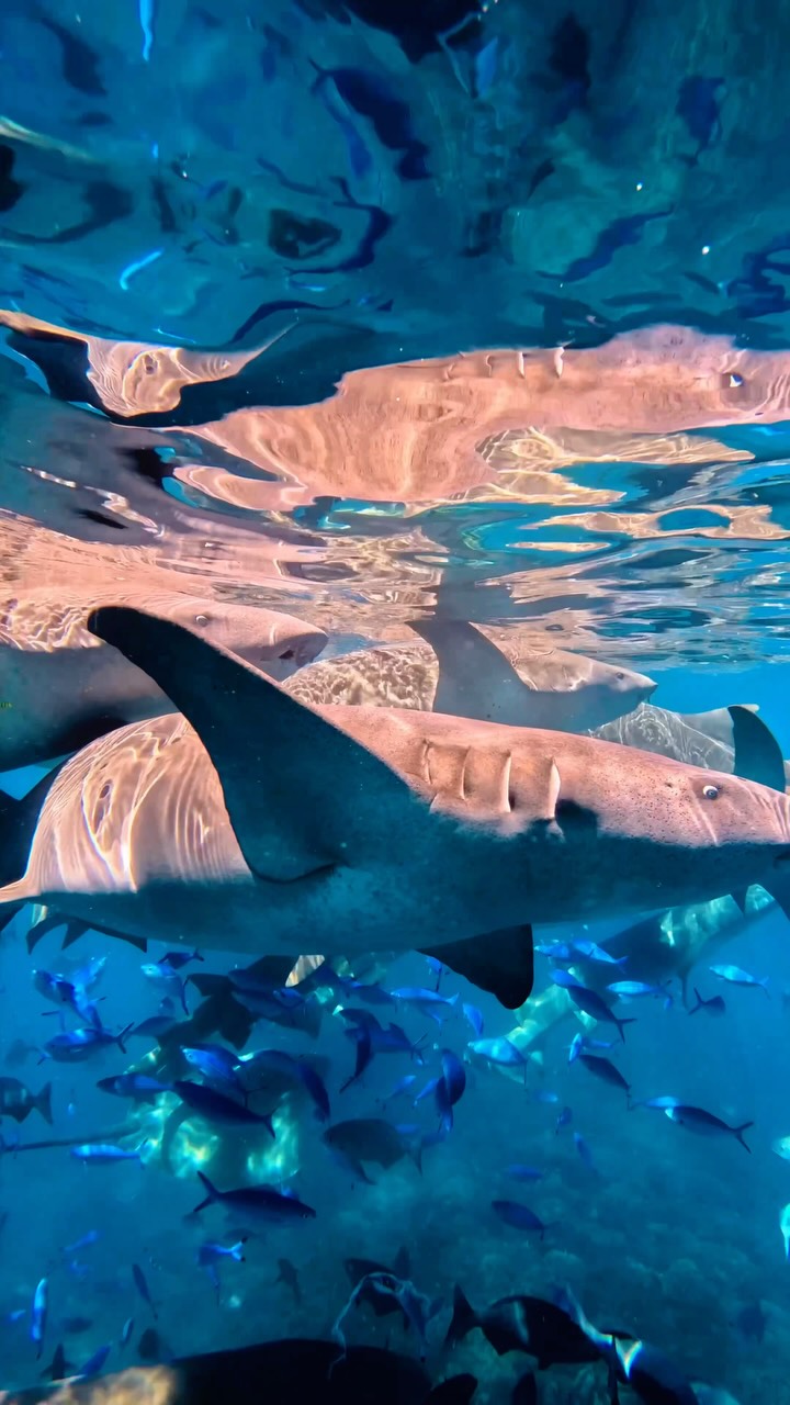 Le bureau ces derniers temps 🦈

📍South Ari | @angagamaldives 

#maldives #nurseshark #southariatoll #maldivesislands #gopro