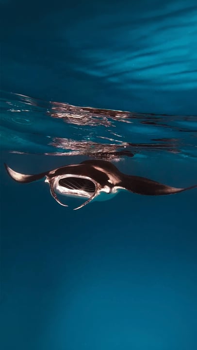 Unter der Oberfläche liegt Magie, und Baa Atoll liefert immer.

#avanifaresmaldives #mantaraysnorkeling #oceanlovers #hanifarubay
