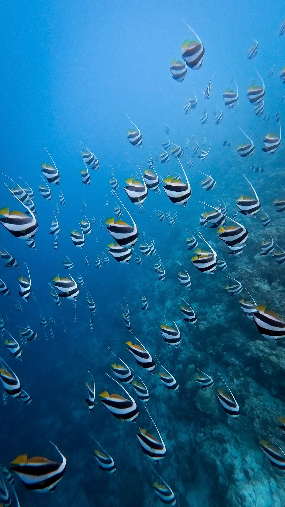 Un piccolo angolo di paradiso sott'acqua 💙

Sono ufficialmente arrivata da @avanimaldives per la @padiaware Week, e mi sto già chiedendo come ho fatto ad essere così fortunata!

Una delle cose che preferisco di stare da Avani 