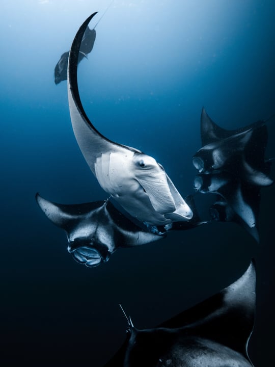 Foto condivisa da Dani | Marine Biologist • Underwater Filmmaker il 17 settembre 2026 con tag @mantatrust, @canonrsa, @avanimaldives e @silversandsmaldives. Potrebbe essere un'immagine con testo.