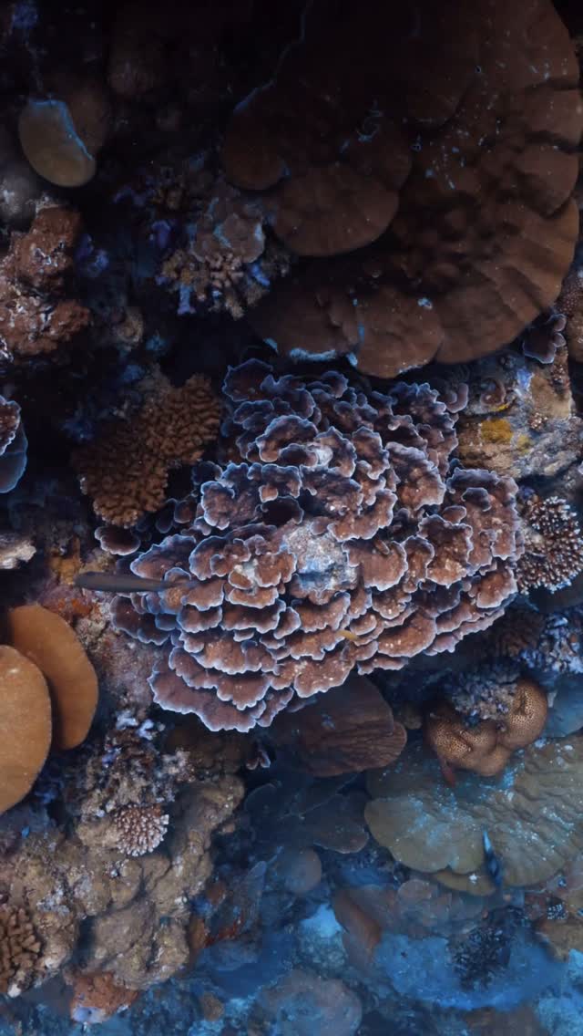 Pas une semaine ordinaire aux Maldives. 🪸

J'ai passé sept jours à @avanimaldives pour la PADI AWARE Week et je ne sais vraiment pas par où commencer.

Plantation de corail sur le récif maison 🐠. Plongée en apnée avec des raies manta à