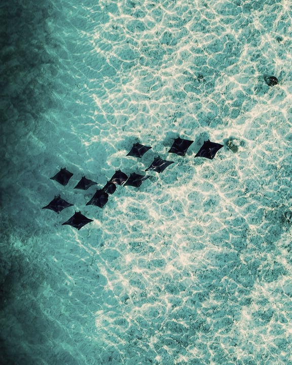 Foto di Baglioni Maldives Luxury All-Inclusive del 17 settembre 2026. Potrebbe essere un'immagine raffigurante nuoto, animale acquatico, acqua e testo.