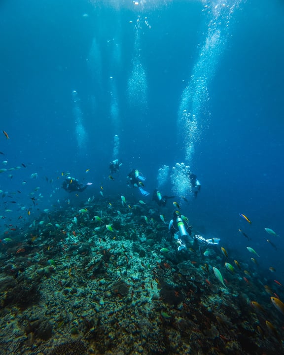 Photo by Bandos Maldives on August 11, 2026. May be an image of aquatic animal and text.