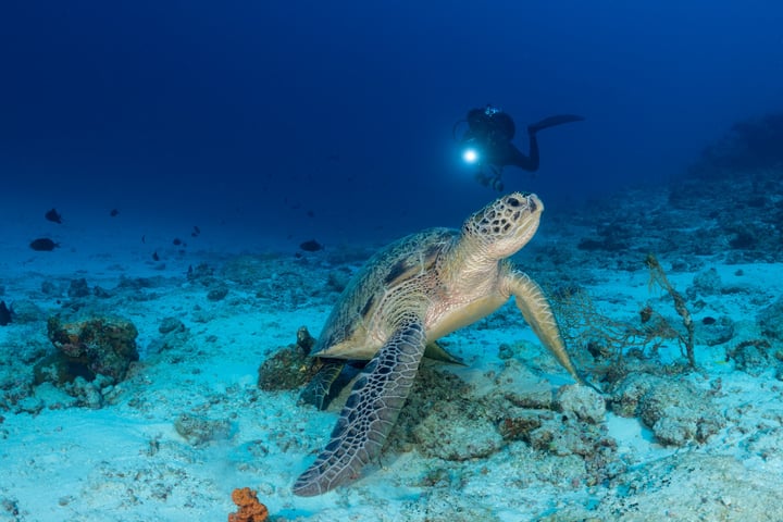 Foto von Bandos Maldives vom 28. August 2026. Möglicherweise ein Bild von Schwimmen, Schildkröte, Wassertier und Text.