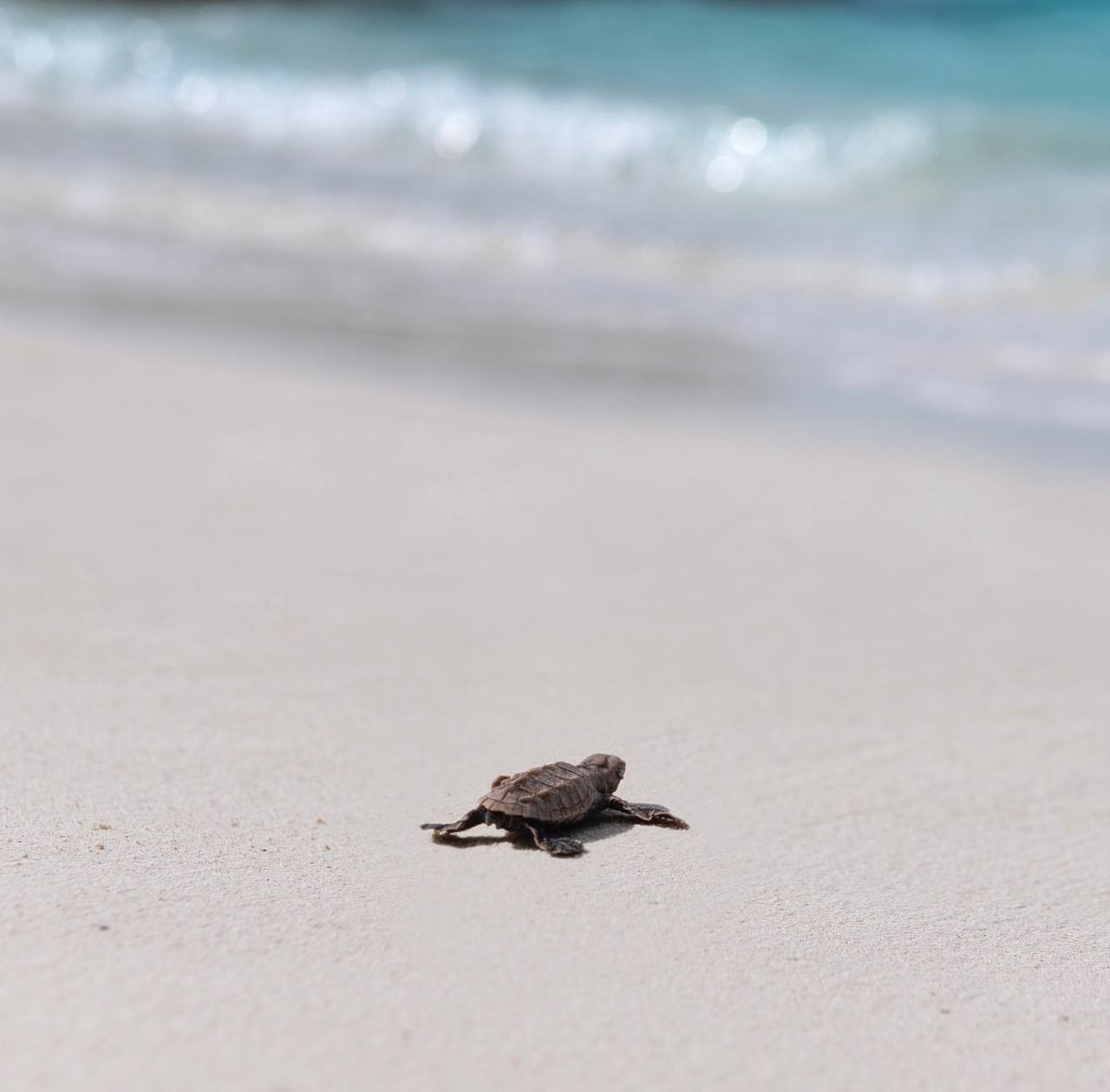 Foto di Bandos Maldives del 09 settembre 2026. Potrebbe contenere un'immagine di tartaruga e testo.