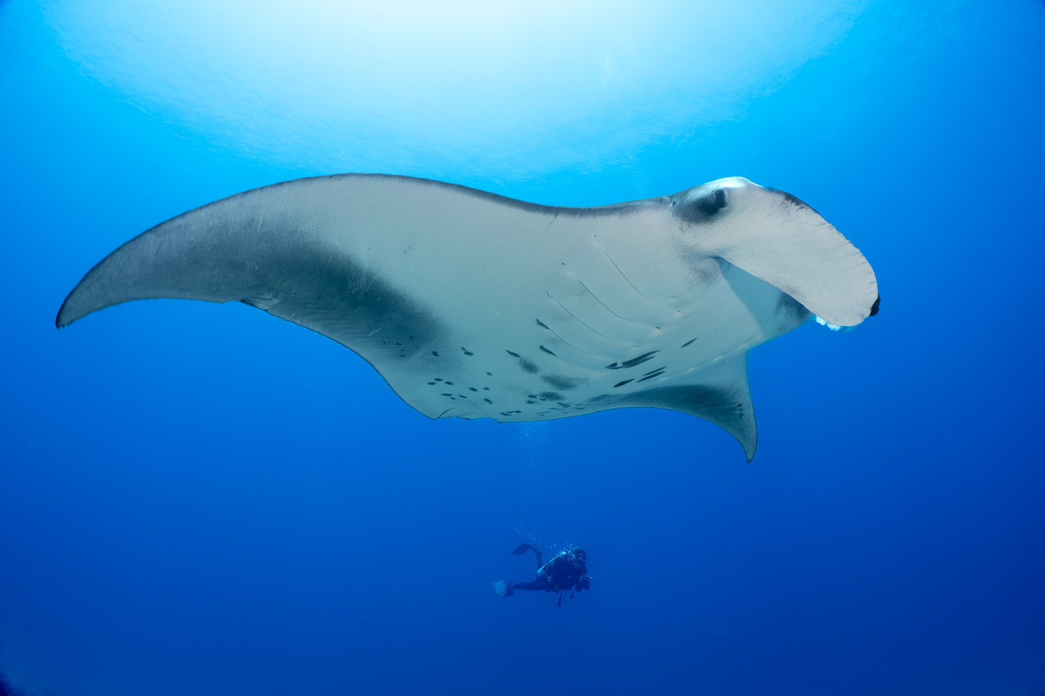 Foto di Bandos Maldives del 15 settembre 2026. Potrebbe contenere un'immagine di animale acquatico e testo.