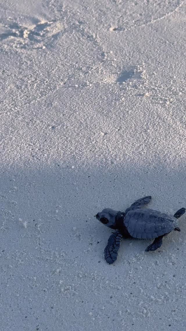 Nach einem Jahrzehnt kehrt ein stilles Wunder an unsere Küsten zurück.
Zum ersten Mal seit 2015 hat unsere Riffschildkröte bei Banyan Tree Vabbinfaru wieder Eier gelegt - ein hoffnungsvolles Zeichen für ein florierendes, geschütztes Ökosystem.
Gelegt