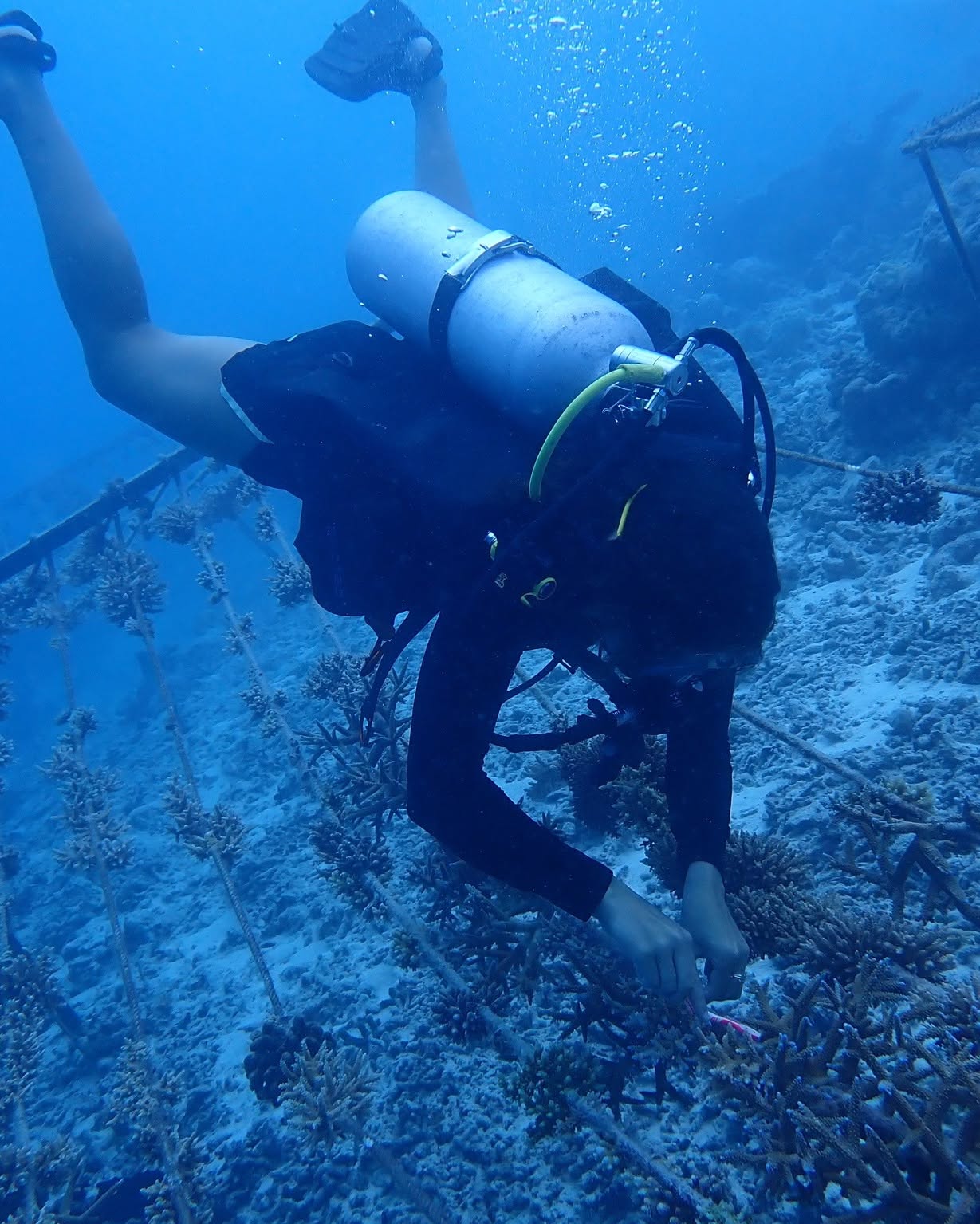 Foto von Banyan Tree Vabbinfaru - Maldives vom 10. Juli 2026. Könnte ein Bild von Wassertier, Schnorchel, Neoprenanzug und Text sein.