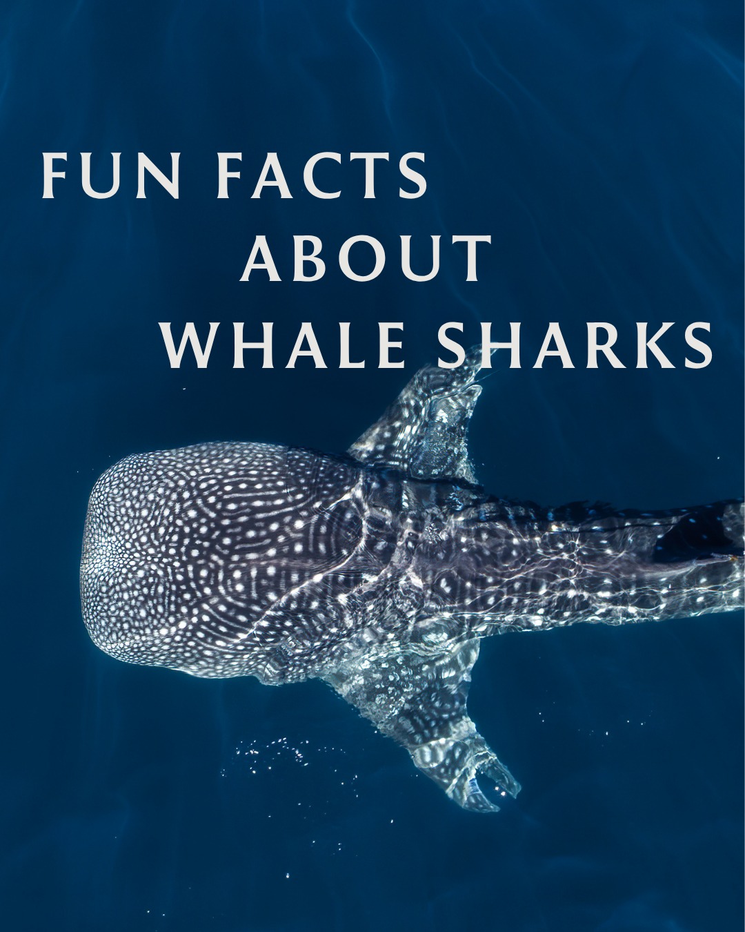 Foto geteilt von Banyan Tree Vabbinfaru - Maldives am 30. August 2026, markiert @dhawa.ihuru. Könnte ein Bild von einem Walhai, einem Wal und Text sein, der besagt „FUN FACTS ABOUT WHALE SHARKS“.