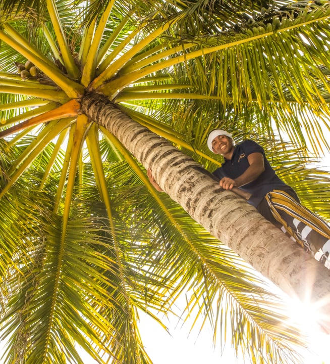 Foto von Baros Maldives vom 02. September 2026. Könnte ein Bild von im Freien, Palmen und Text sein.