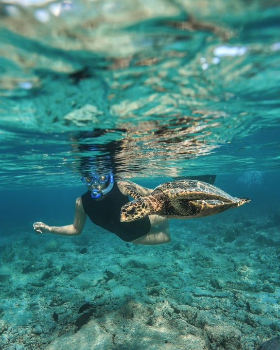 Notre maraudeuse de l'aube résidente.

Nous adorons voir ces majestueuses tortues vertes faire leurs longueurs sur le récif maison.

Vous pouvez les rejoindre. Il suffit de quelques pas depuis votre villa pour vous retrouver dans une eau turquoise remplie