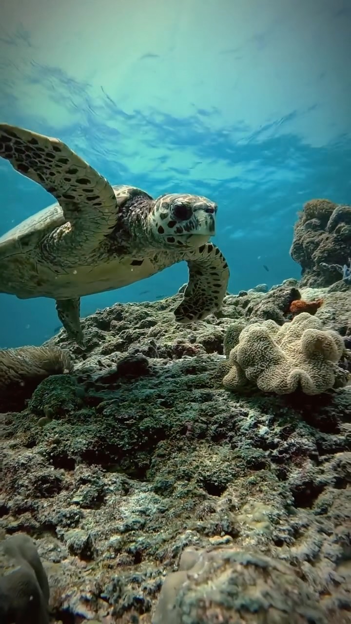 Lernen Sie die Nachbarn kennen: eine neugierige Schildkröte und eine ganze Unterwasserwelt, die es zu entdecken gilt. Wunderschön eingefangen von @bestdivesmaldives

#CentaraMirageLagoon #Centara #CentaraThePlaceToBe #ExploreCentara #Ma
