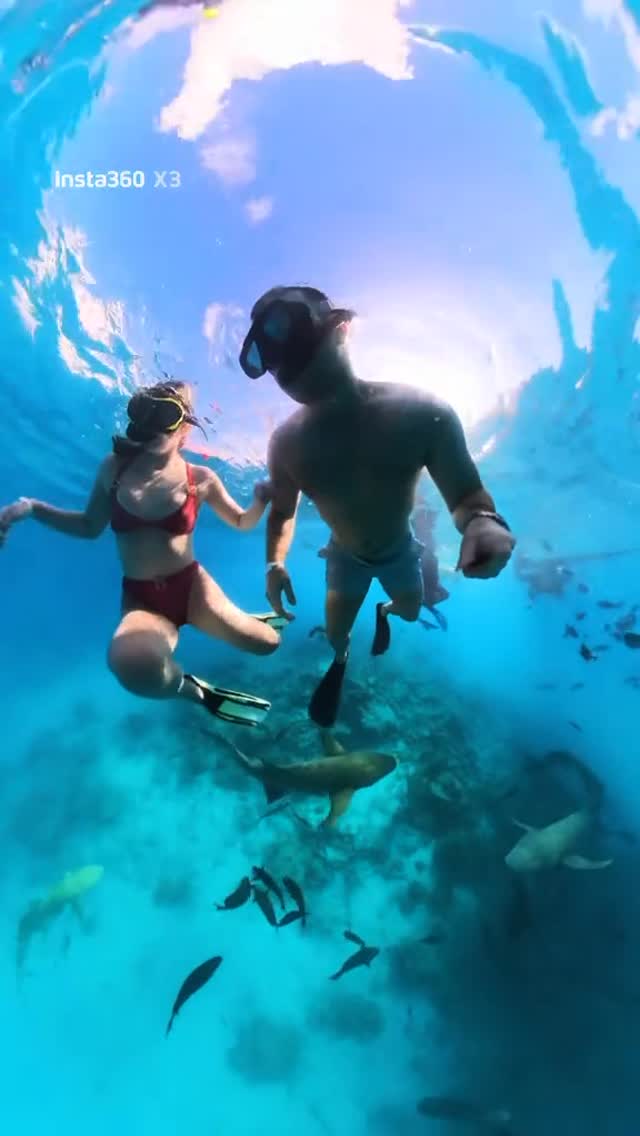 Some encounters stop you mid-breath, a school of baby sharks moving through the blue, unhurried and entirely in their element, as captured by @megan_m1212 on TikTok.

Just beneath the surface, this is