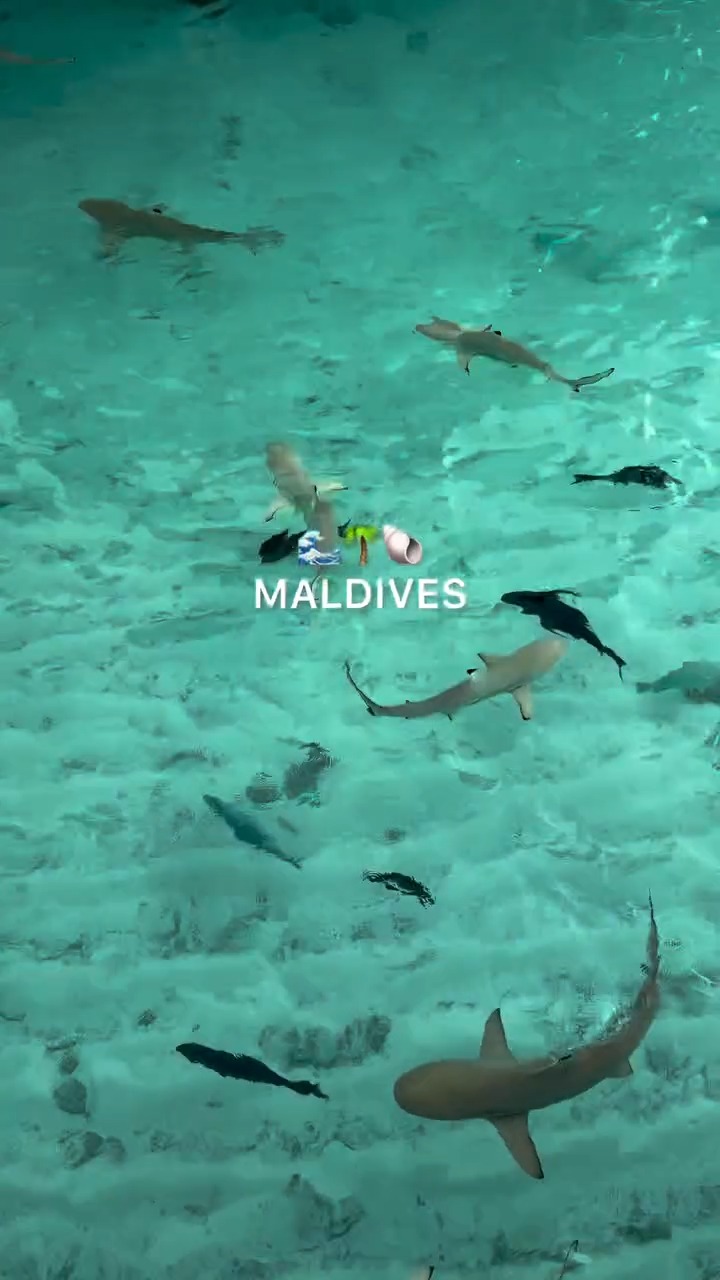Me & you in the Maldives and apparently, a few locals too, as captured by @kusiik337.

Some encounters you simply don't plan for, and that's exactly what makes them unforgettable. 🦈

#CentaraRasFushi