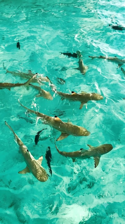 Nicht jeder Gast checkt an der Rezeption ein – manche kommen im Flachwasser an, klein, gelassen und völlig unbeeindruckt, festgehalten von @shikha_journal.

Diese Insel hat immer eine Überraschung parat. 🦈

#Cent