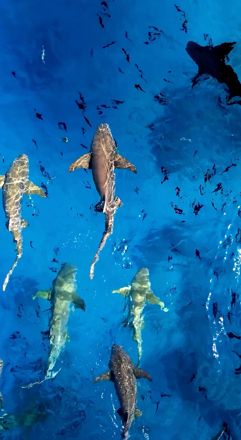 Manche Begegnungen sind es wert, sich vom Radar zu verabschieden. 🦈

Aufgenommen von @koukosmargaret

#CentaraRasFushi #Centara #CentaraThePlaceToBe #ExperienceCentara #Maldives #MaldivesResorts #VisitMaldives