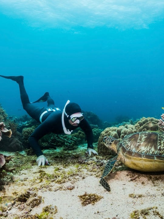 Photo shared by Cheval Blanc Randheli on August 12, 2026 tagging @chris.redl. May be an image of swimming, turtle, aquatic animal, tortoise, wetsuit, snorkel and text.